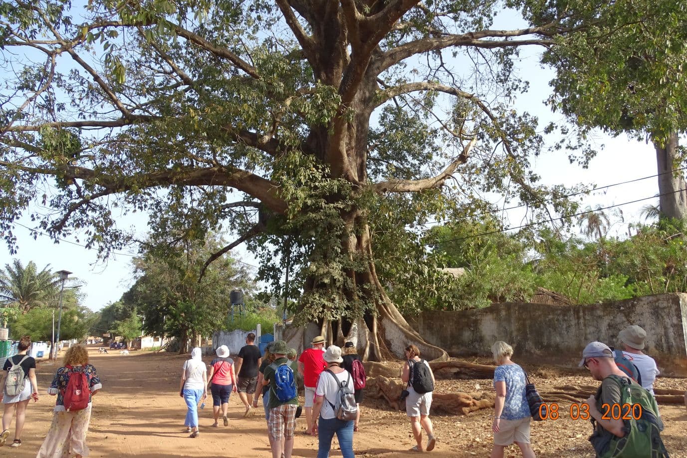 Visitantes a caminhar à sombra de uma árvore centenária numa rua de terra em Bubaque